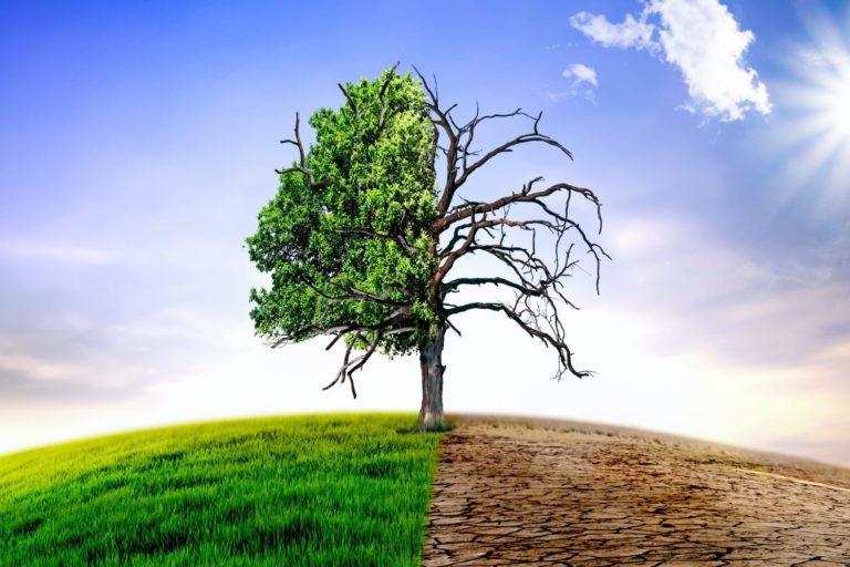 Climate change withered tree and dry earth.